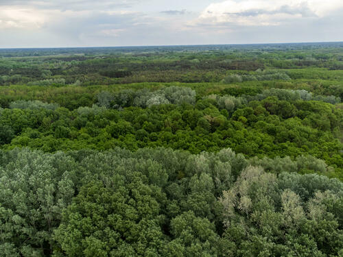 Lush forest